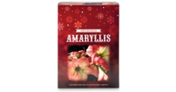 Apple Blossom Amaryllis Gift Box