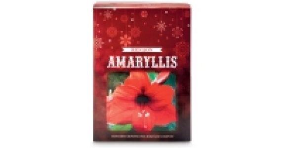 Aldi  Red Lion Amaryllis Gift Box