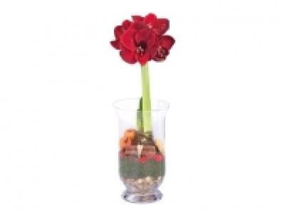 Amaryllis in Glass Vase £6.99