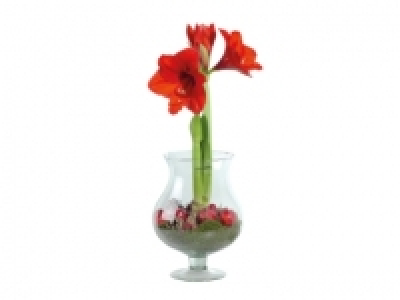 Amaryllis in Glass Vase £10.00