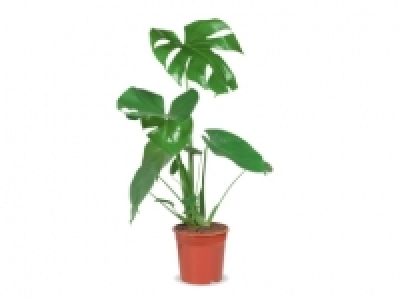 Green Houseplants £4.99