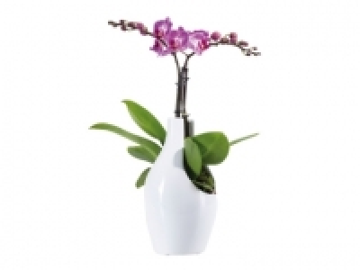 Orchid in Ceramic £9.99