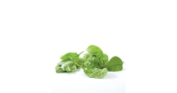 Spinach