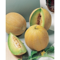 Wilko  Johnsons Seeds Melon Arava F1 Hybrid
