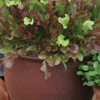 Wilko  Johnsons Seeds Lettuce Red and Green Salad Bowl