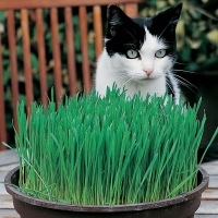 Wilko  Johnsons Seeds Cat Grass Avena Sativa