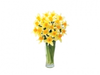 Lidl  Daffodils
