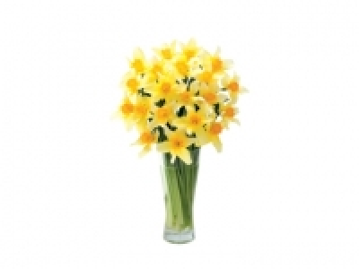 Lidl  Daffodils