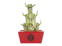 Lidl  Lucky Bamboo in Ceramic Pot - Available from 22nd January