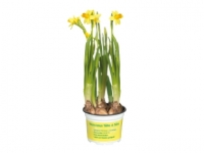 Potted Daffodils £1.39