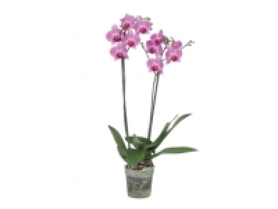Twin Stem Orchid £7.99