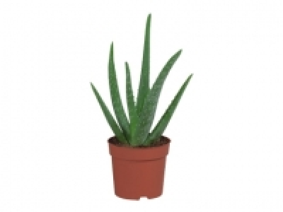 Aloe Vera £2.49