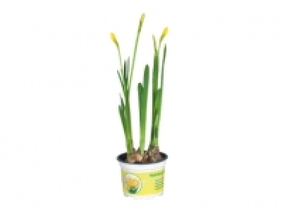 Potted Daffodils £0.79