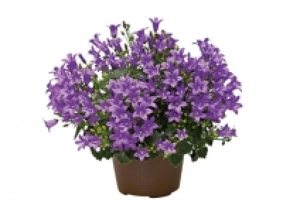 Campanula £2.89
