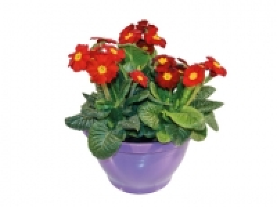 Lidl  Polyanthus