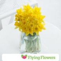 Ocado  Flying Flowers Daffodils 20 stems