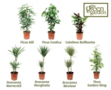House Plants