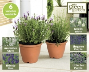 Lavender £2.49