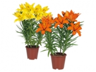Asiatic Lilies £3.49