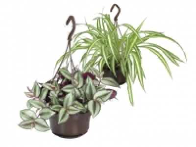 Indoor Hanging Baskets
