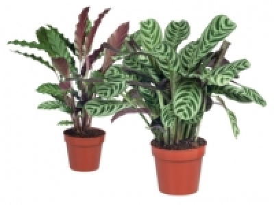Calathea