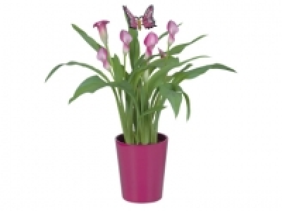 Calla Lily in Ceramic Pot