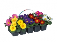 Lidl  Primroses - Available from 19th February