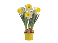 Lidl  Large Flowering Daffodil Bulbs