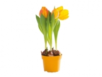 Lidl  Bulbs in Colourful Pot