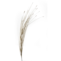 Wilko  Wilko Feather Dried Grass Natural Multi-Stem