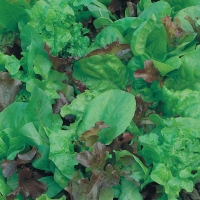Wilko  Wilko Seeds Lettuce Mixed Salad