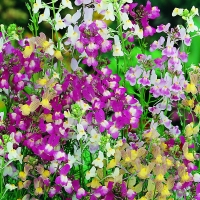 Wilko  Wilko Seeds Linaria Fairy Bouquet