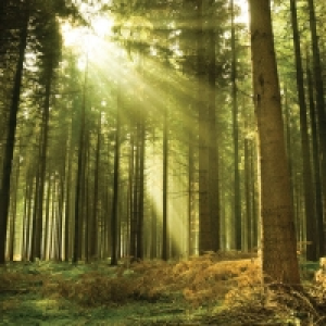ohpopsi Evergreen Wall Mural Multi Large £59.99