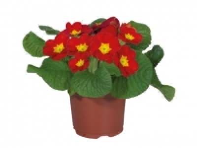 Primrose £0.50