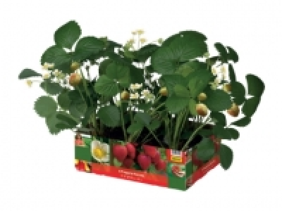 Strawberry Plants £2.99
