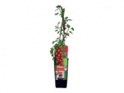 Fruit Bushes £2.79