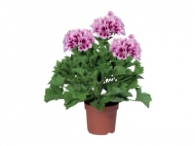 Geranium &pound;2.49