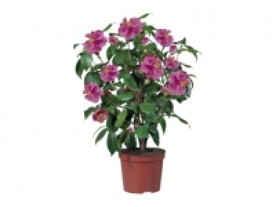 Camellia £10.00