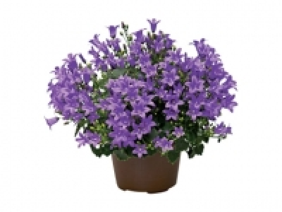 Campanula £2.89