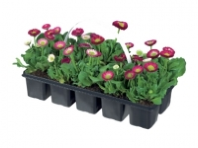 Spring Bedding Plants £1.99