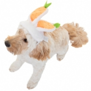 Dogs Carrot Bunny Ears