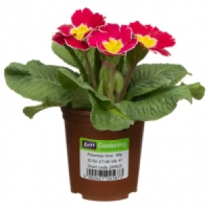 Primrose £0.75