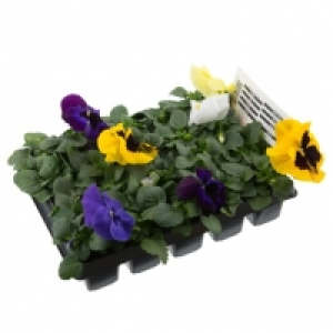 Pansy 20pk