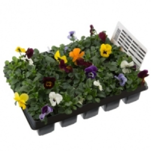 Viola 20pk