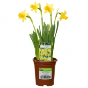 Tete A Tete