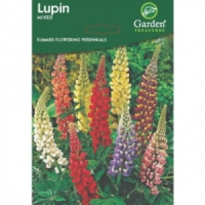 Summer Flowering Bulbs & Perennials - Lupin Seeds