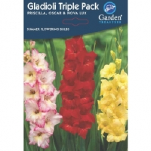 Summer Flowering Bulbs & Perennials - Gladioli Seeds