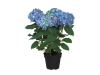 Lidl  Hydrangea - Available from 7th May