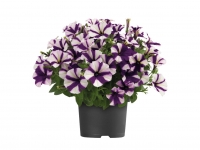 Lidl  Colourful Petunia - Available from 7th May