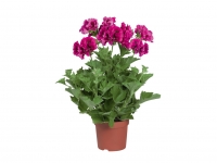 Lidl  Geranium Grandiflorum - Available from 14th May